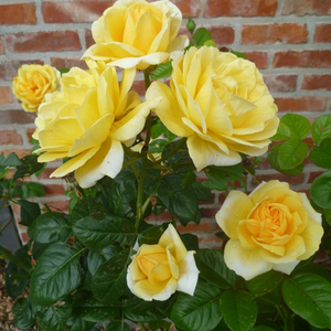Zmerno intenzivni vonj vrtnice - Roza - Michelangelo® - 